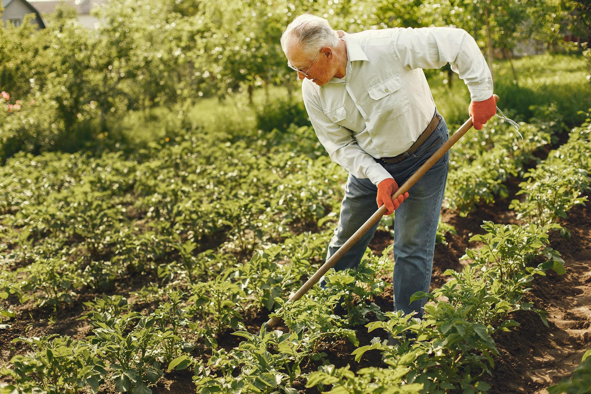 Why potatoes are great for preppers and survival gardens