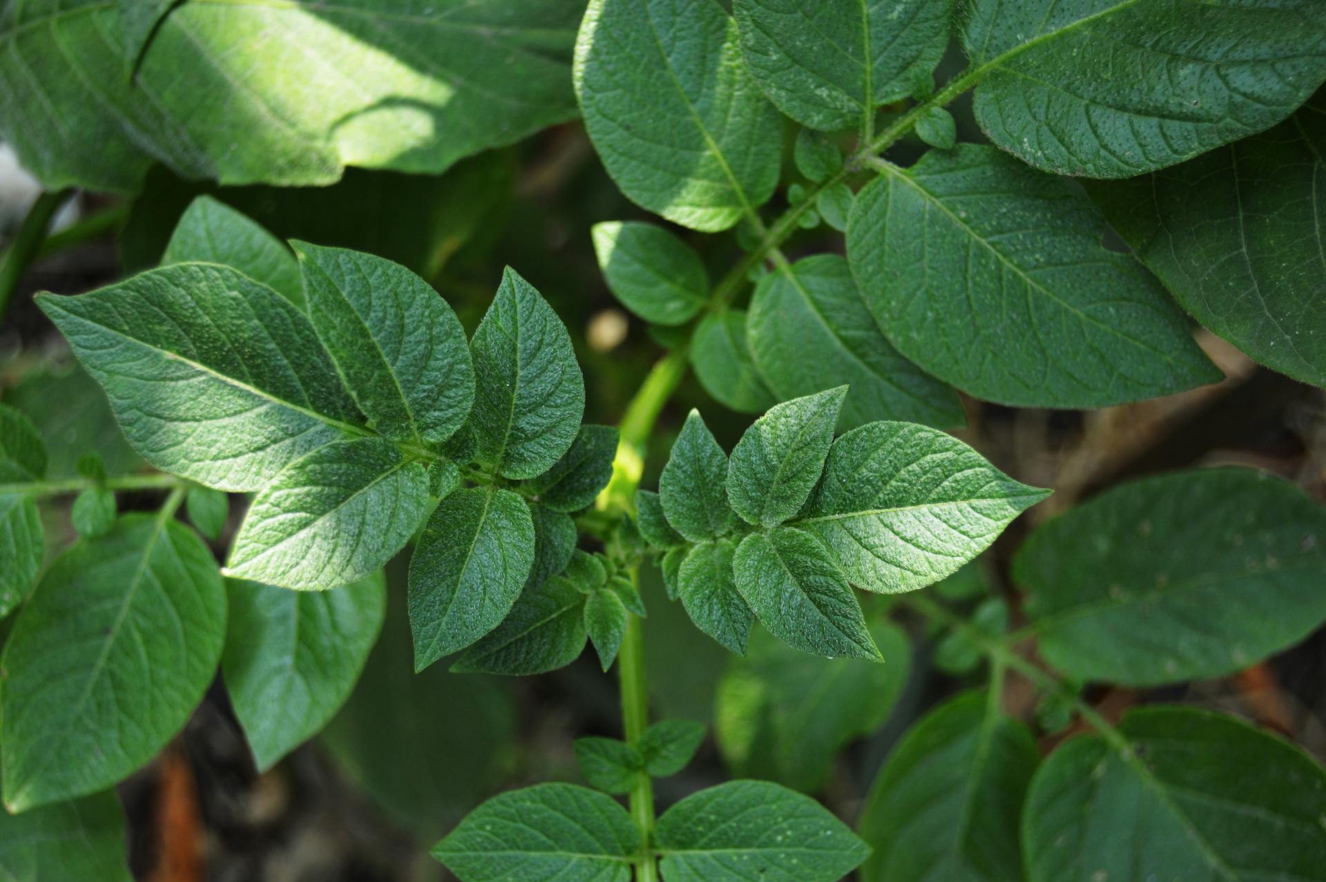 Planting Store Bought Organic Potatoes in Containers